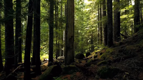 Taotlemistingimused: Kagu-Eesti ettevõtluse arengutoetus